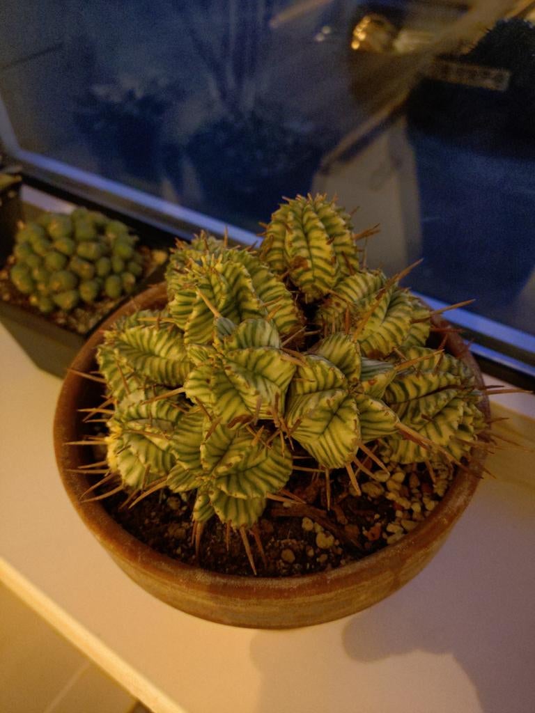 Euphorbia variegata in terracotta pot, Ophalen of Verzenden, Cactus, Minder dan 100 cm, Volle zon