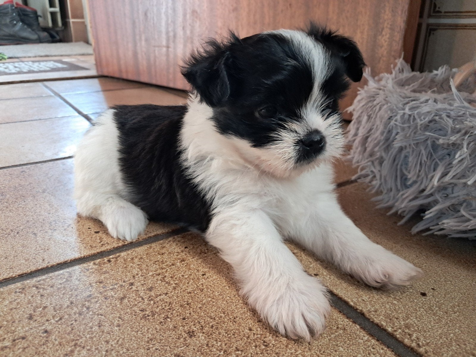 Prachtige boomer puppy's voor de beste huisjes!, Overige rassen, 8 tot 15 weken, Meerdere, Meerdere dieren
