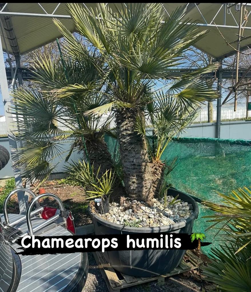 Winterharde Palmen: Chamaerops Humilis en grote Vulcano Palm, Tuin en Terras, Planten | Tuinplanten, Overige soorten, Volle zon