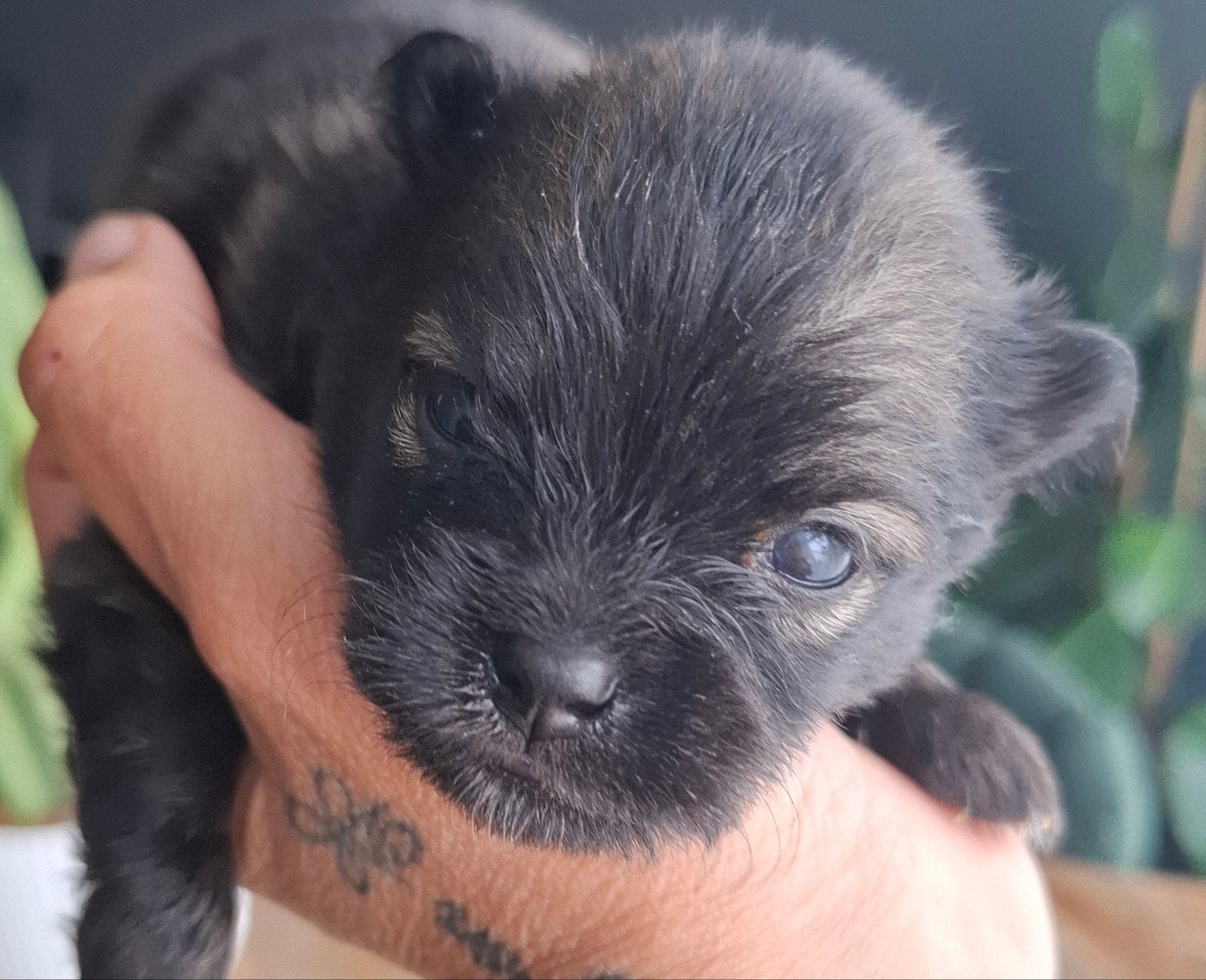 Pomperiaan pups, 8 tot 15 weken, Meerdere, Meerdere dieren, Nederland