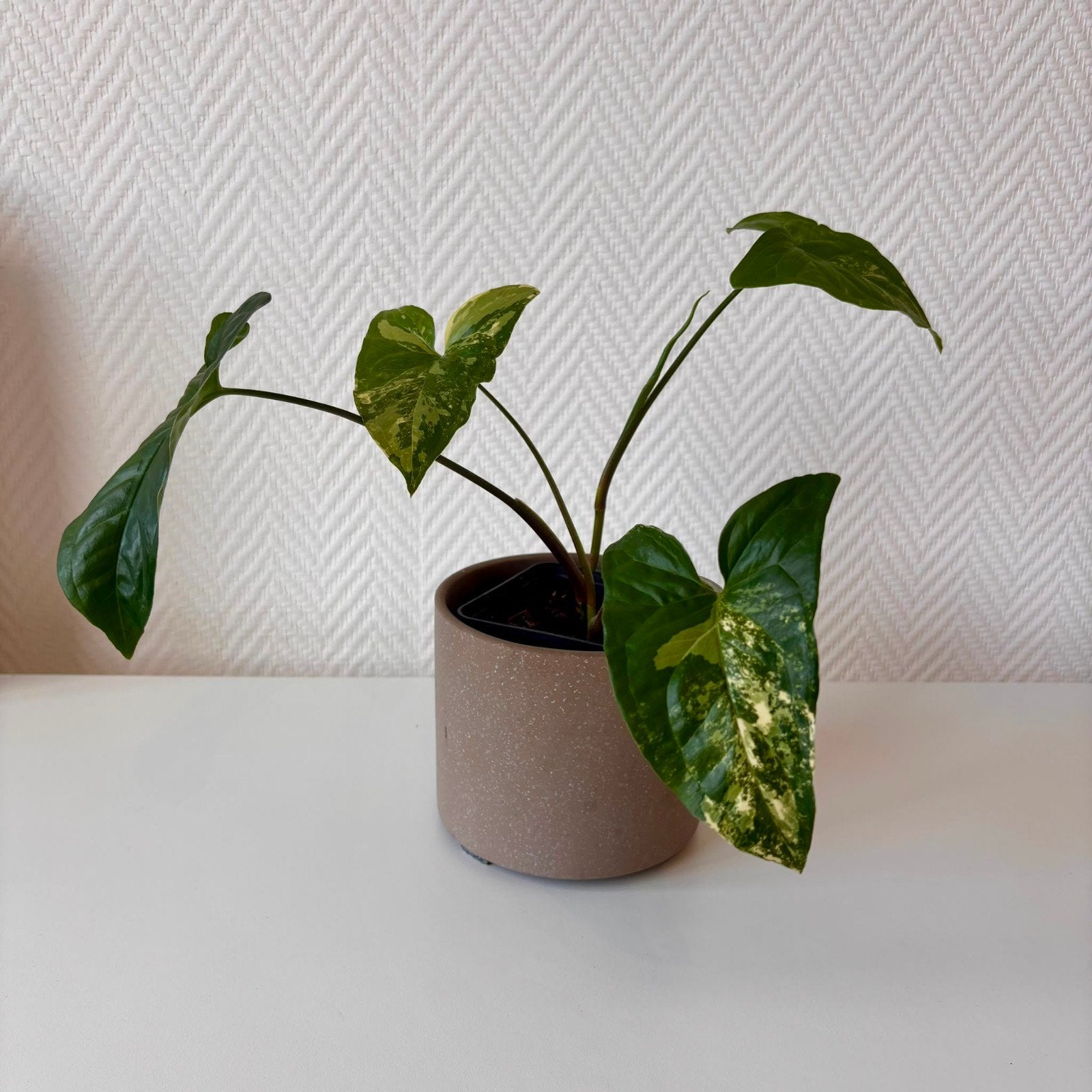 Syngonium variegata, Huis en Inrichting, Kamerplanten, Groene kamerplant, Ophalen, Halfschaduw, Minder dan 100 cm