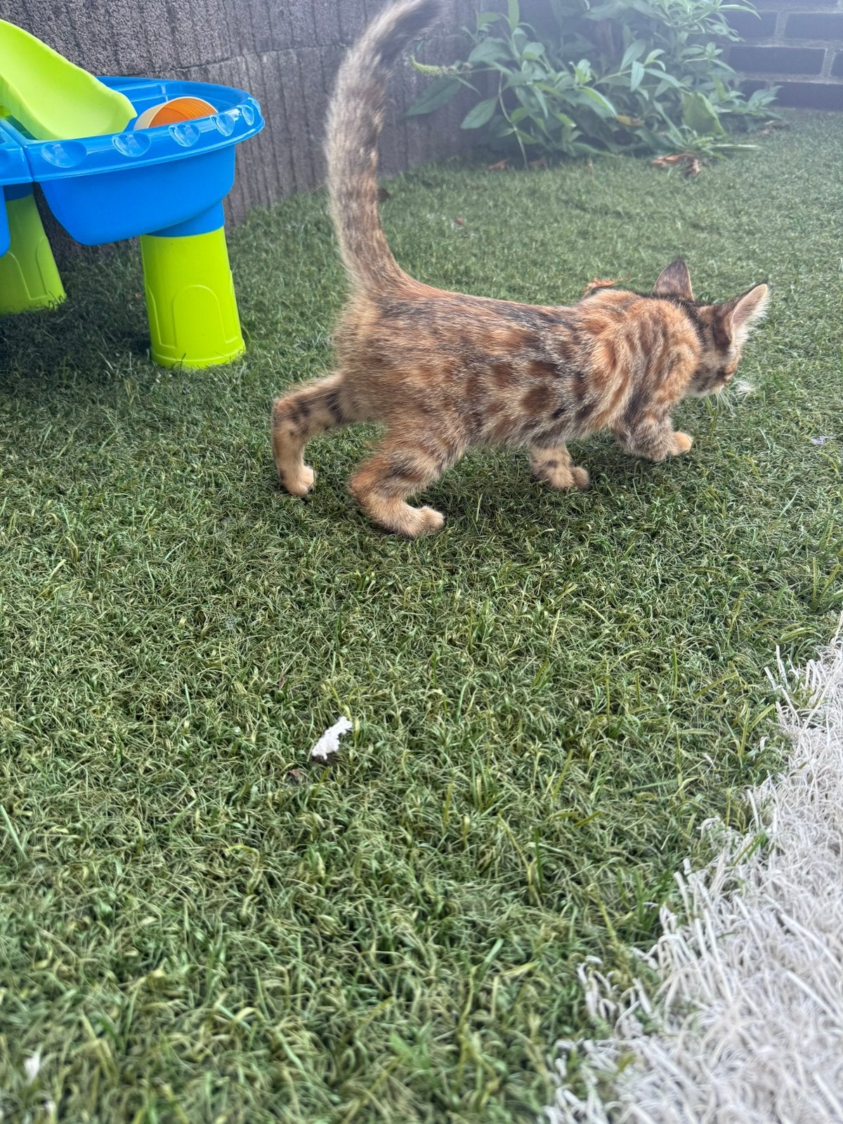 Kitten, Dieren en Toebehoren, Poes, Kortharig, 0 tot 2 jaar