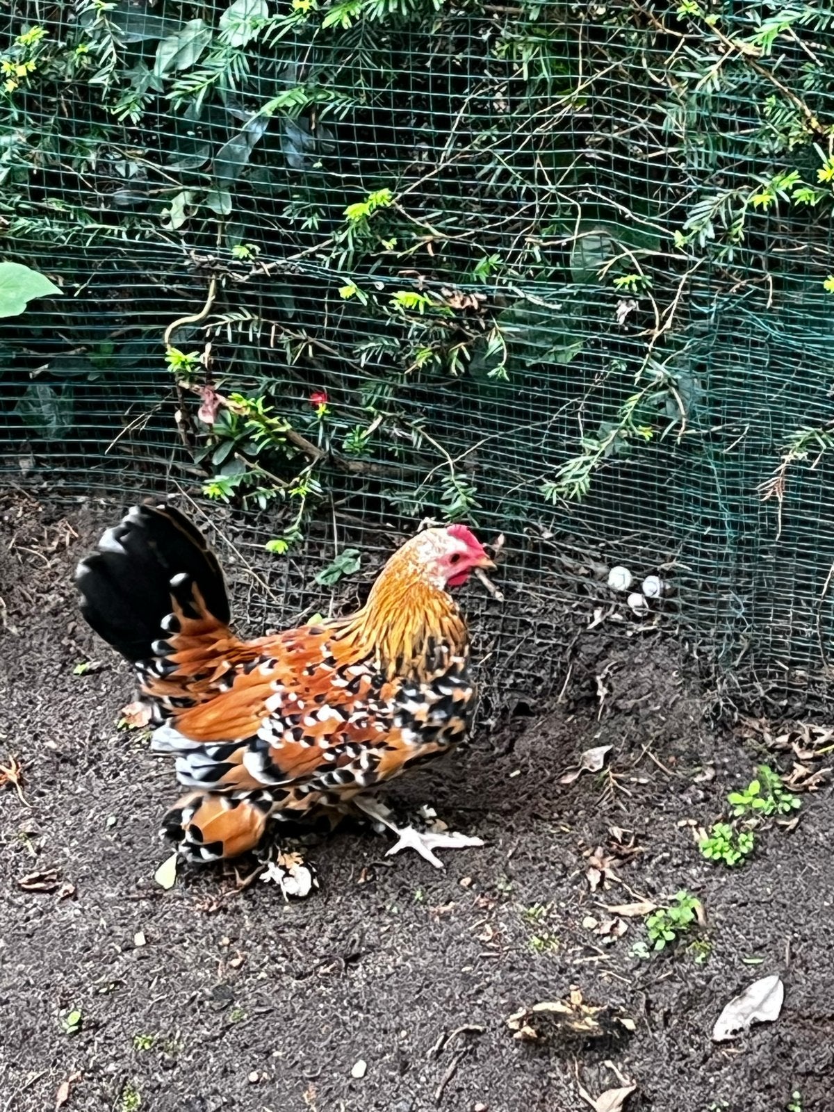 Gratis sabelpootkriel haan, Dieren en Toebehoren, Pluimvee, Mannelijk, Kip