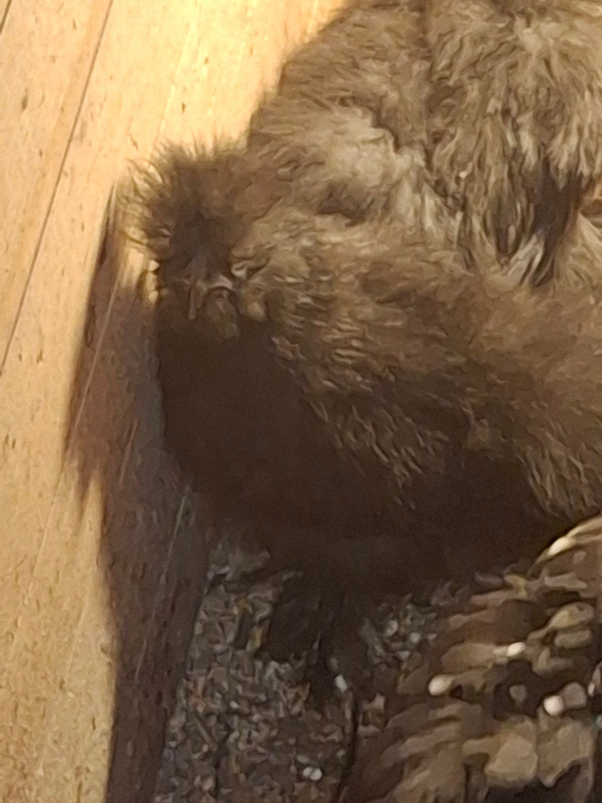 Te koop: prachtige jonge kriel zijdehoen hennetjes!!, Meerdere dieren, Kip