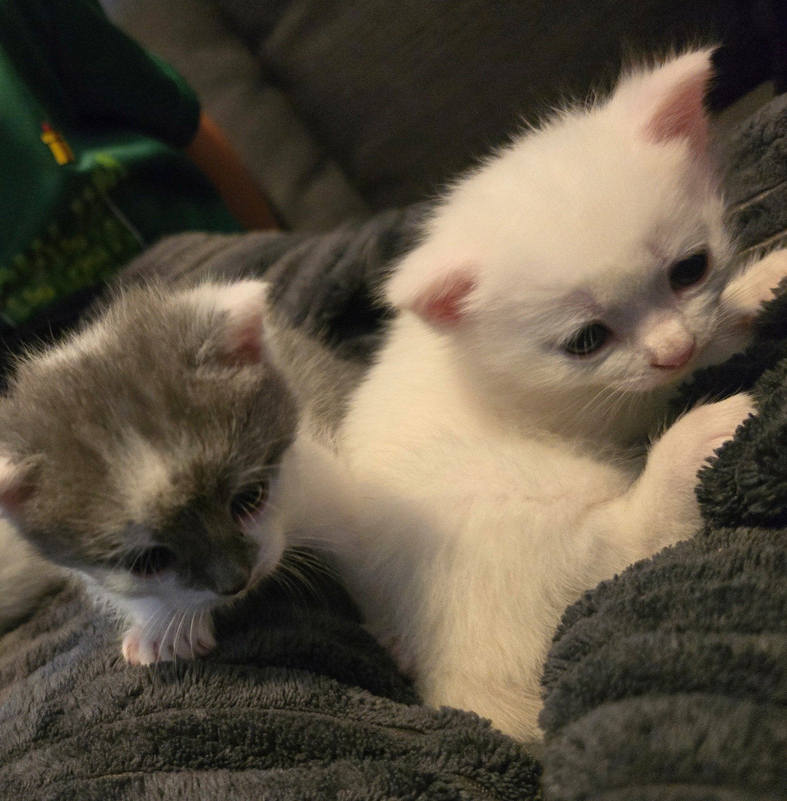 5 kittens beschikbaar