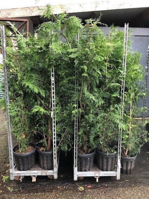 Conifeer voor een HAAG OF VOLIÈRE B-keus €14,95 NU €7,50!!, Ophalen, Conifeer, Haag, 100 tot 250 cm