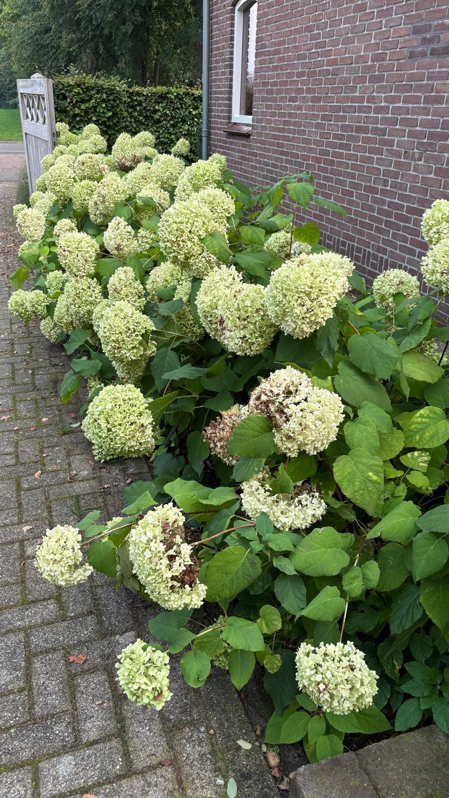 20 stuks Hortensia 'Annabelle' - Grote witte bloembollen, Vaste plant, Halfschaduw, Zomer, Ophalen