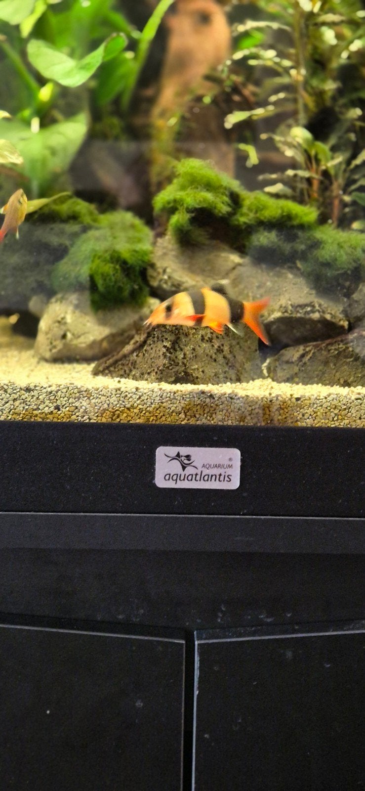 Clownbotia 2 maal, Dieren en Toebehoren, Vis, Zoetwatervis
