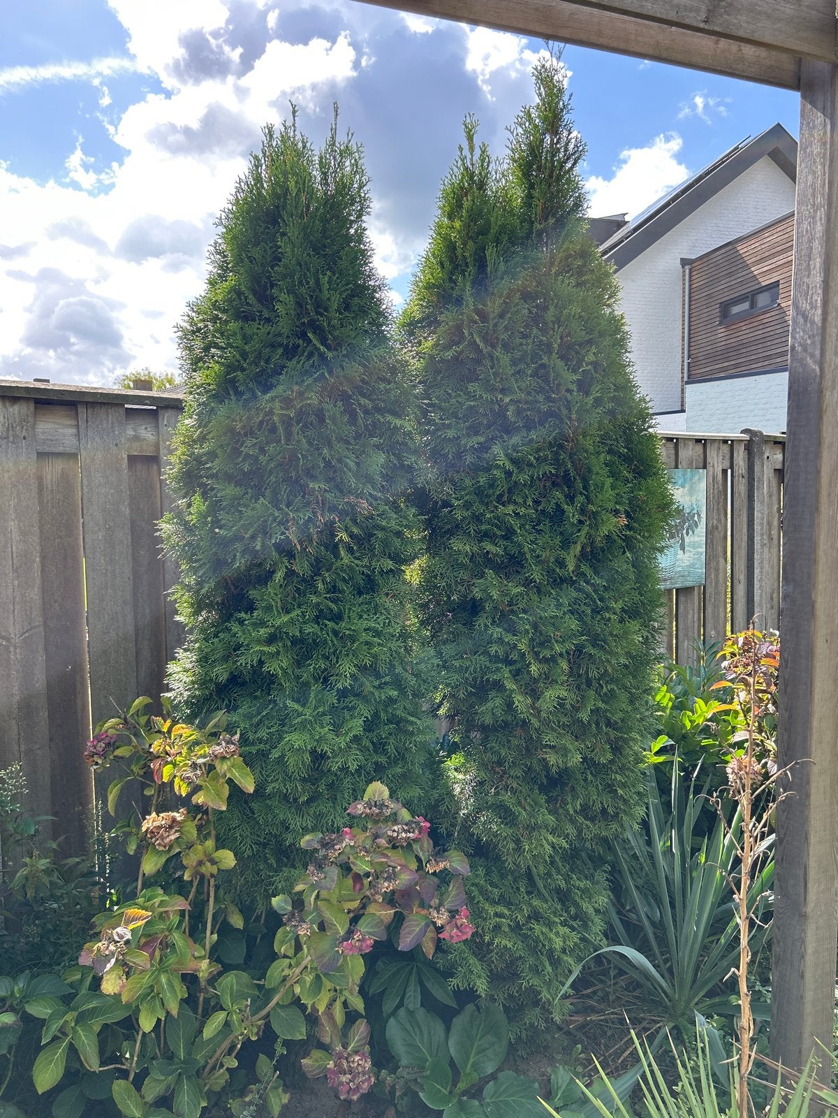 Conifeer voor tuin of terras, Volle zon, Vaste plant, Bloeit niet, Ophalen