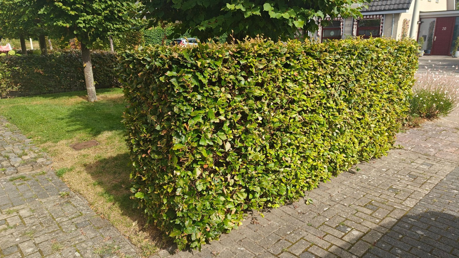 Beukenhaag - Groene Haagplanten voor uw Tuin, Ophalen of Verzenden, Beukenhaag, Haag, 100 tot 250 cm