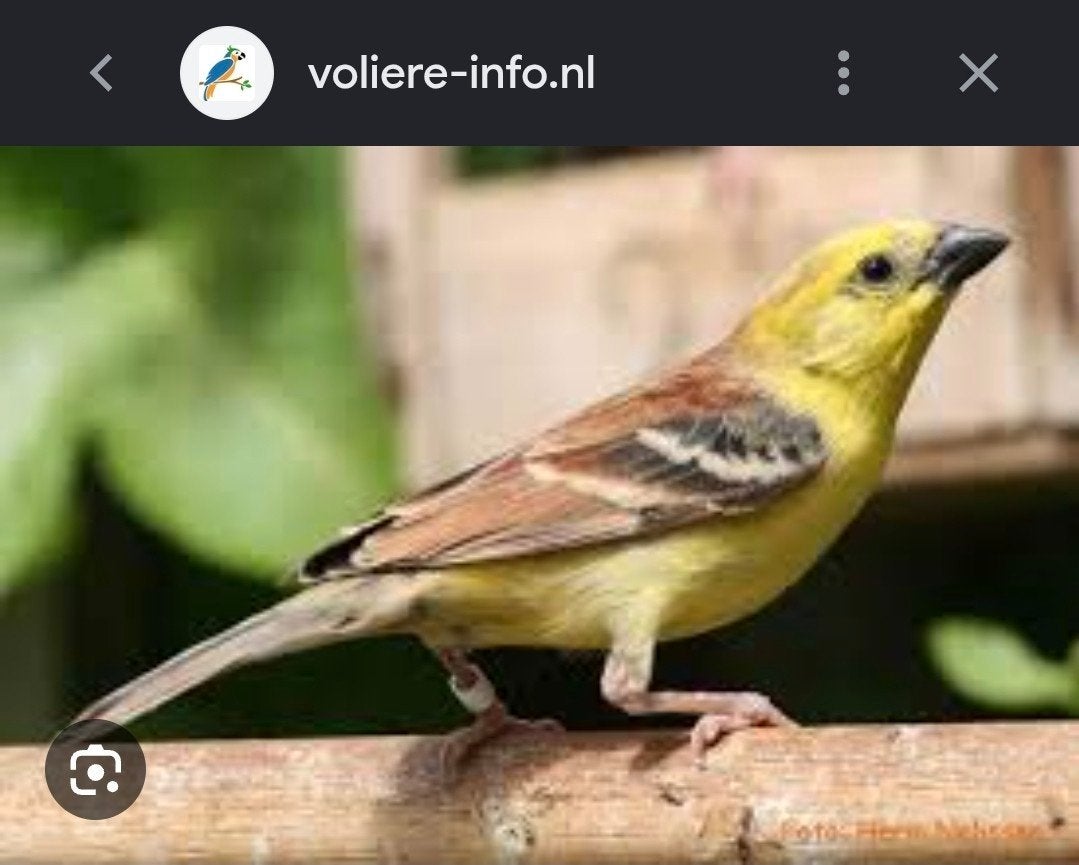 koppel bruinrug goudmussen, Dieren en Toebehoren, Vogels | Overige Vogels, Meerdere dieren, Geringd