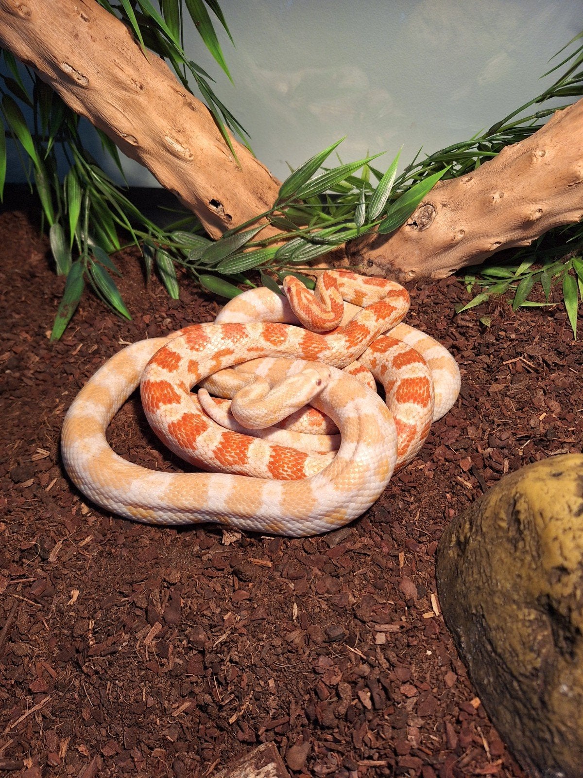 Terrarium compleet met 2 rattenslangen Rat Snake - unknown for sale from Marloes