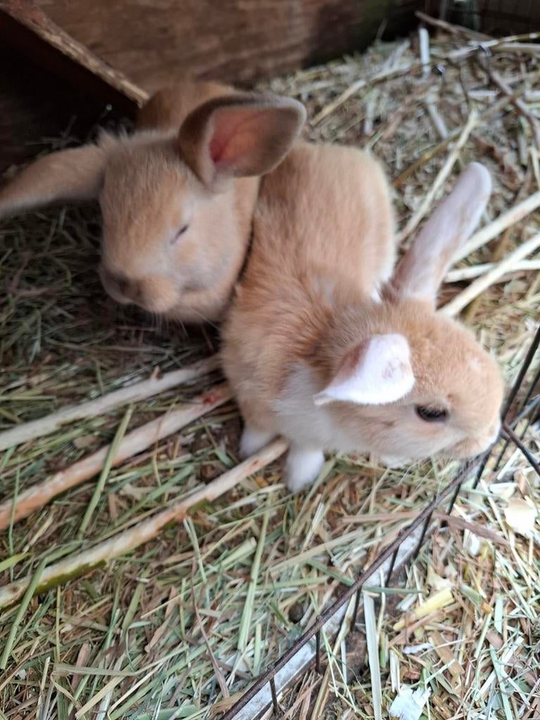 Jonge konijnen, Meerdere dieren, Middelgroot, 0 tot 2 jaar