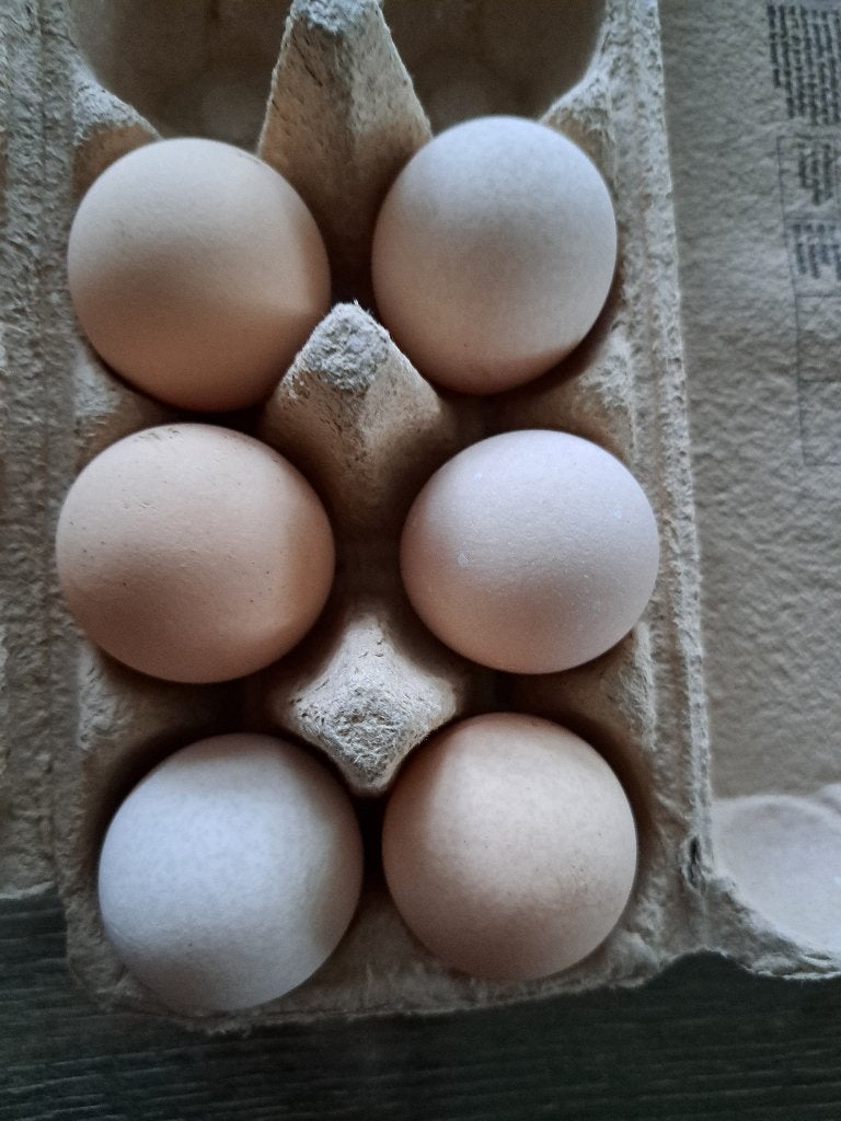 Broedeieren Australorp, Dieren en Toebehoren, Pluimvee, Geslacht onbekend, Kip