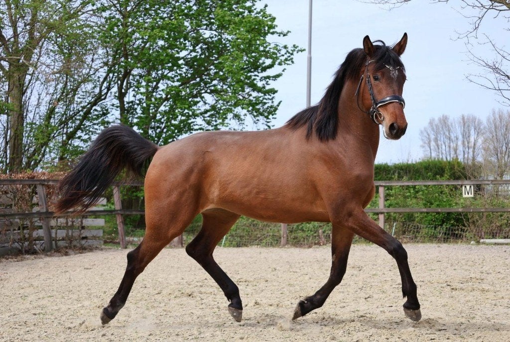 3-jarige KWPN merrie (v. Extreme US) uit top(sport)lijn, Dieren en Toebehoren, Paarden, Merrie, Met stamboom, Dressuurpaard, 3 tot 6 jaar