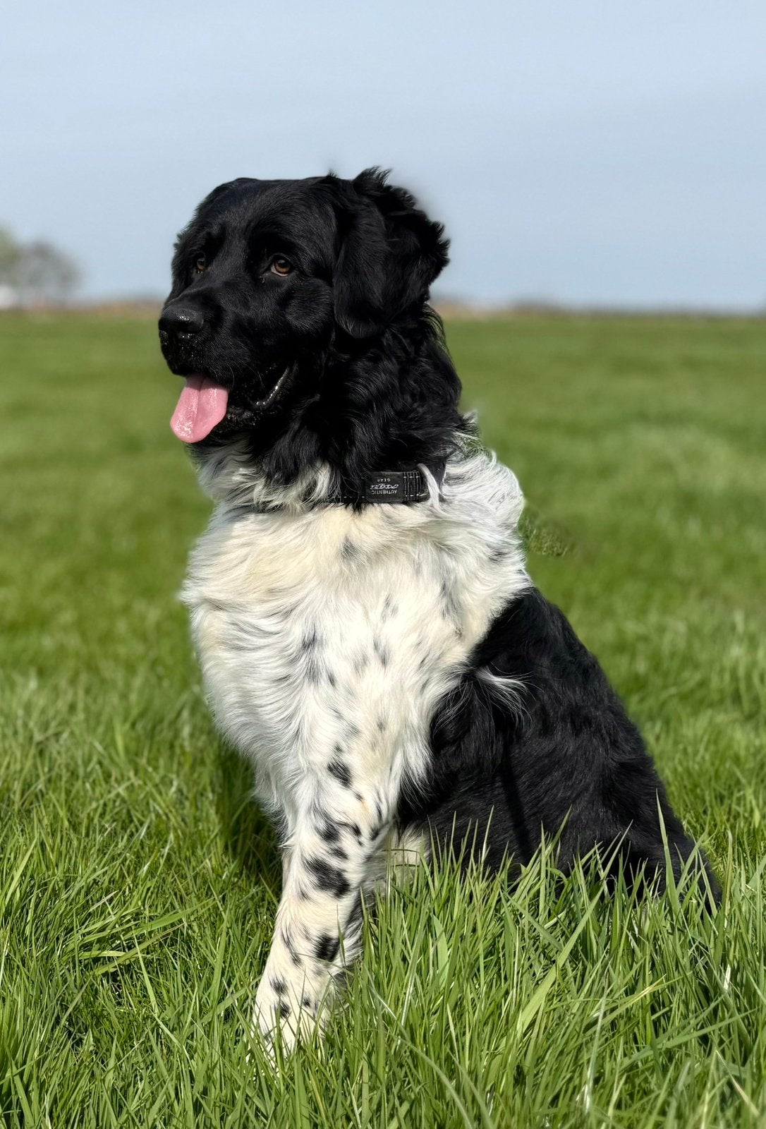 Friese stabij dekreu (NIET te koop), Reu, 1 tot 2 jaar, Eén hond, Nederland