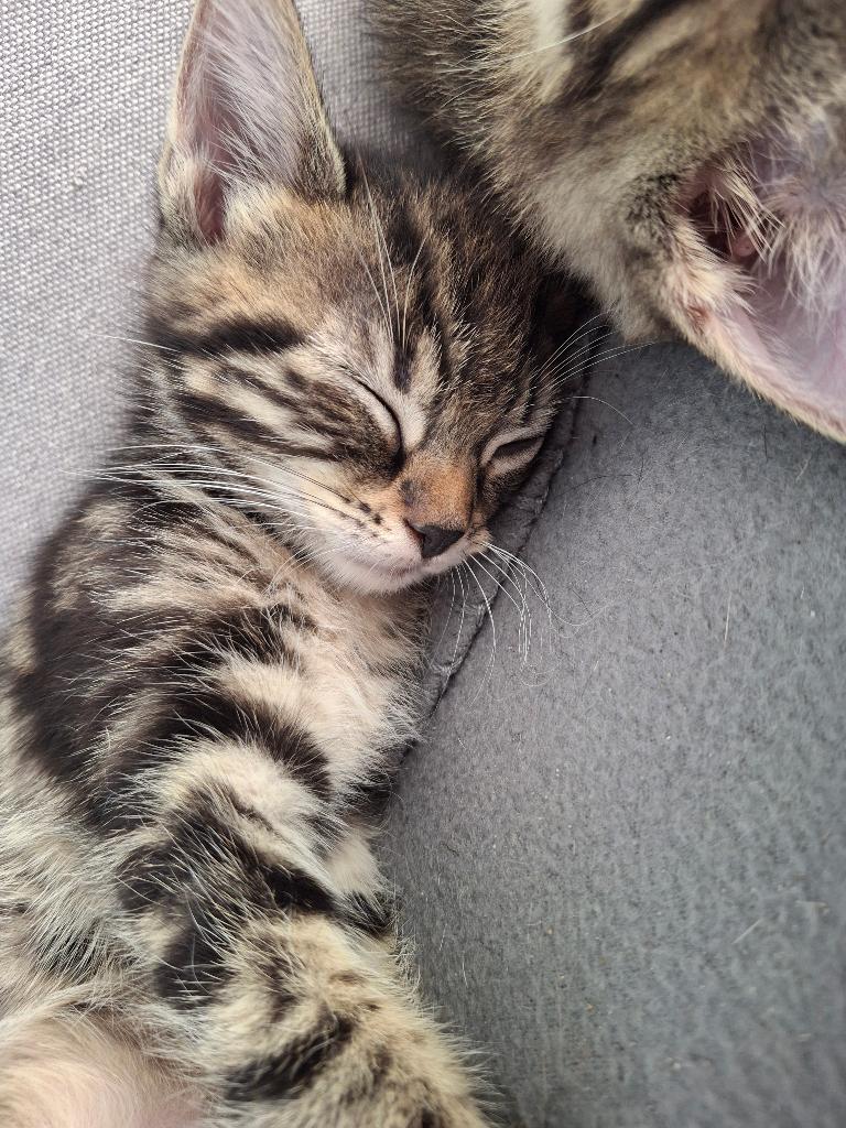 Prachtige kittens, Dieren en Toebehoren, Katten en Kittens | Overige Katten, Meerdere dieren, Kortharig, 0 tot 2 jaar