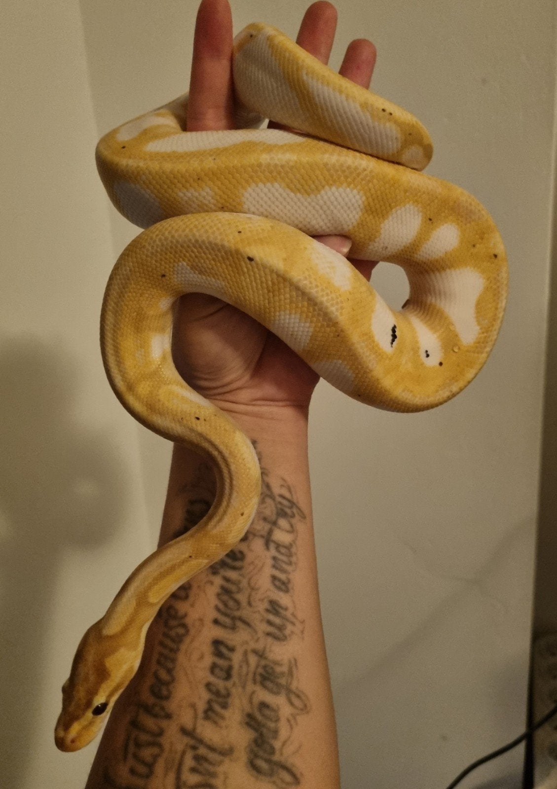 1.0 banana enchi calico het clown koningspython