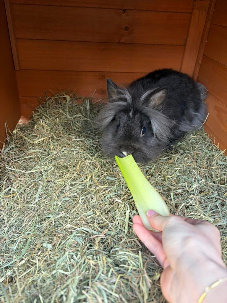 Koppeltje konijnen (gecastreerd ram + voedster) – ingeënt, Dieren en Toebehoren, Konijnen, Meerdere dieren, Dwerg, 0 tot 2 jaar