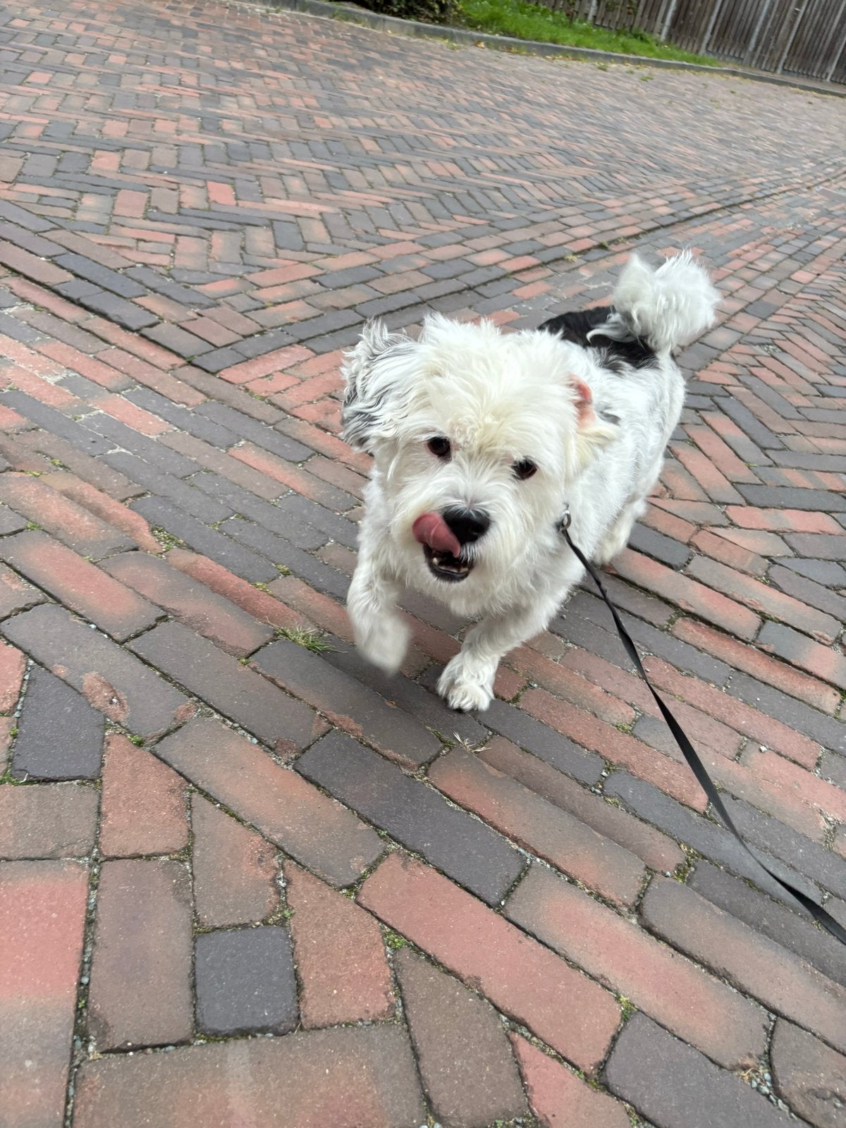 Op zoek naar een nieuw thuis voor een trouwe vriend, Maltezer, Reu, CDV (hondenziekte), Eén hond