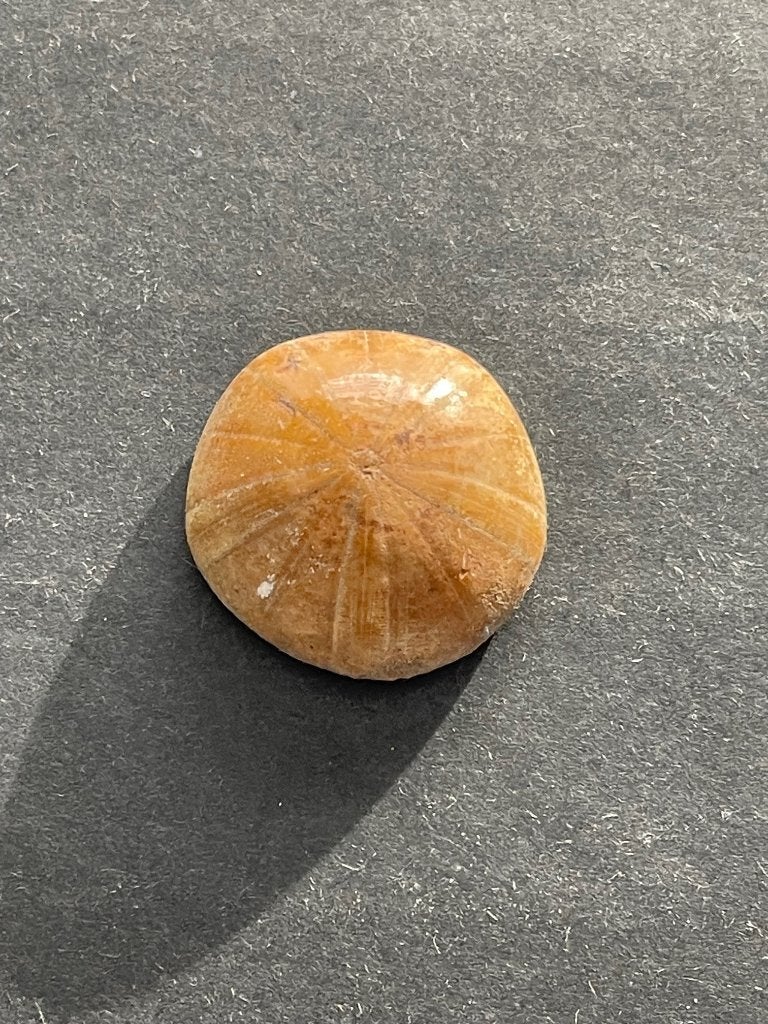 Prachtige gepolijste fossiele zee egel (B1C), Verzamelen, Mineralen en Fossielen, Verzenden, Fossiel