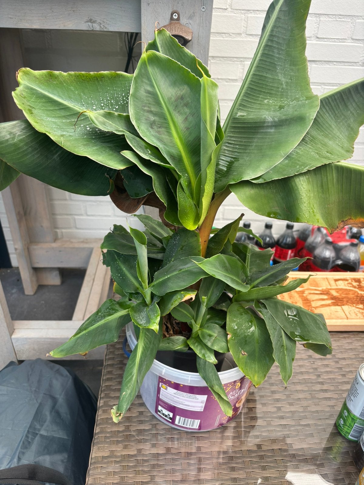 Stekken Musa banaan, Ophalen, Halfschaduw, Minder dan 100 cm