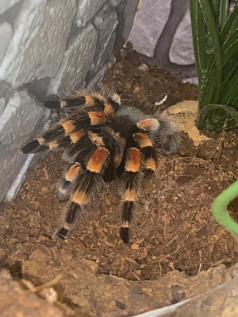 vogelspinnen, Spin of Schorpioen