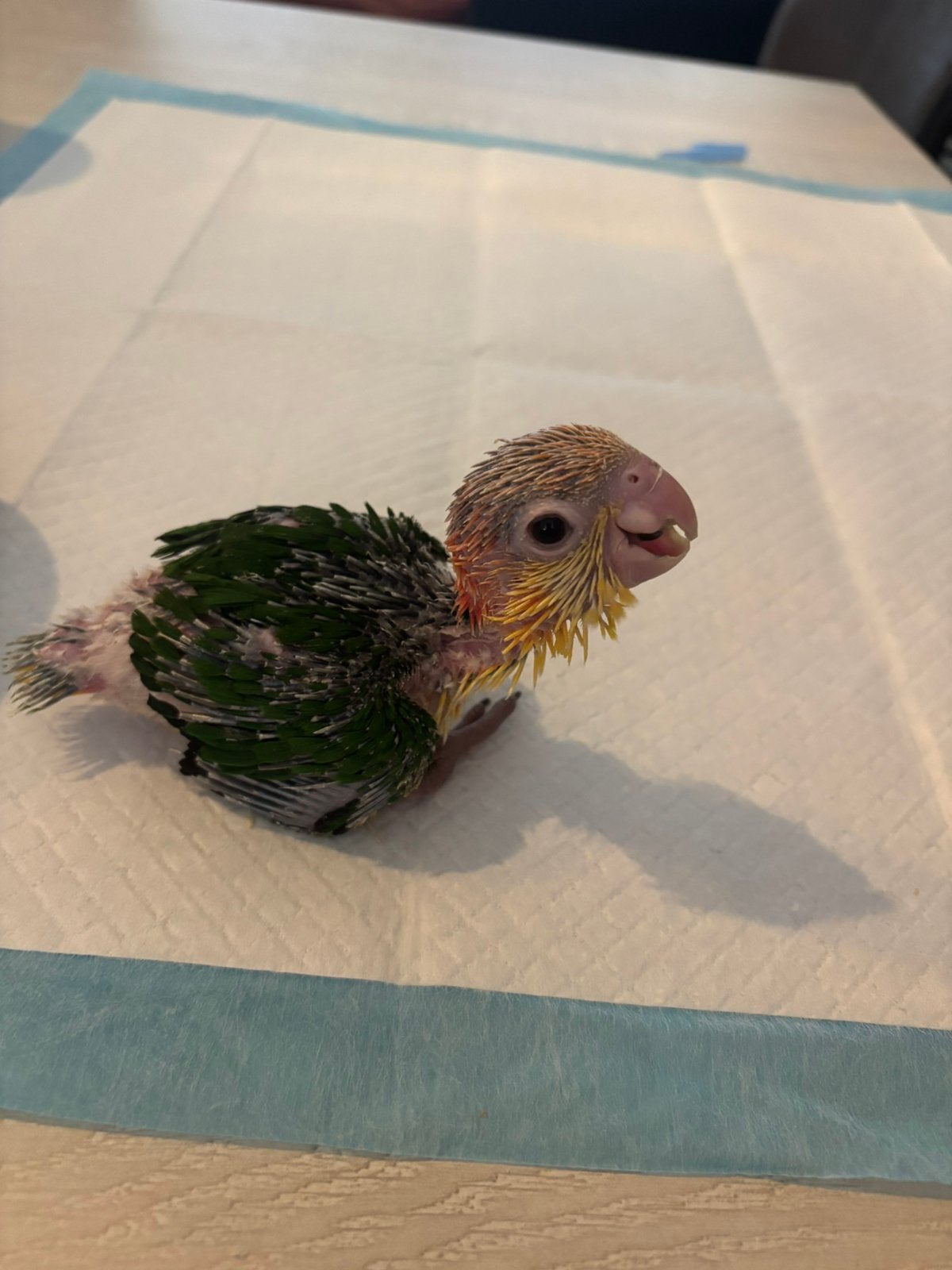 Handtamme roestkop/zwartkop caique, Geslacht onbekend, Papegaai