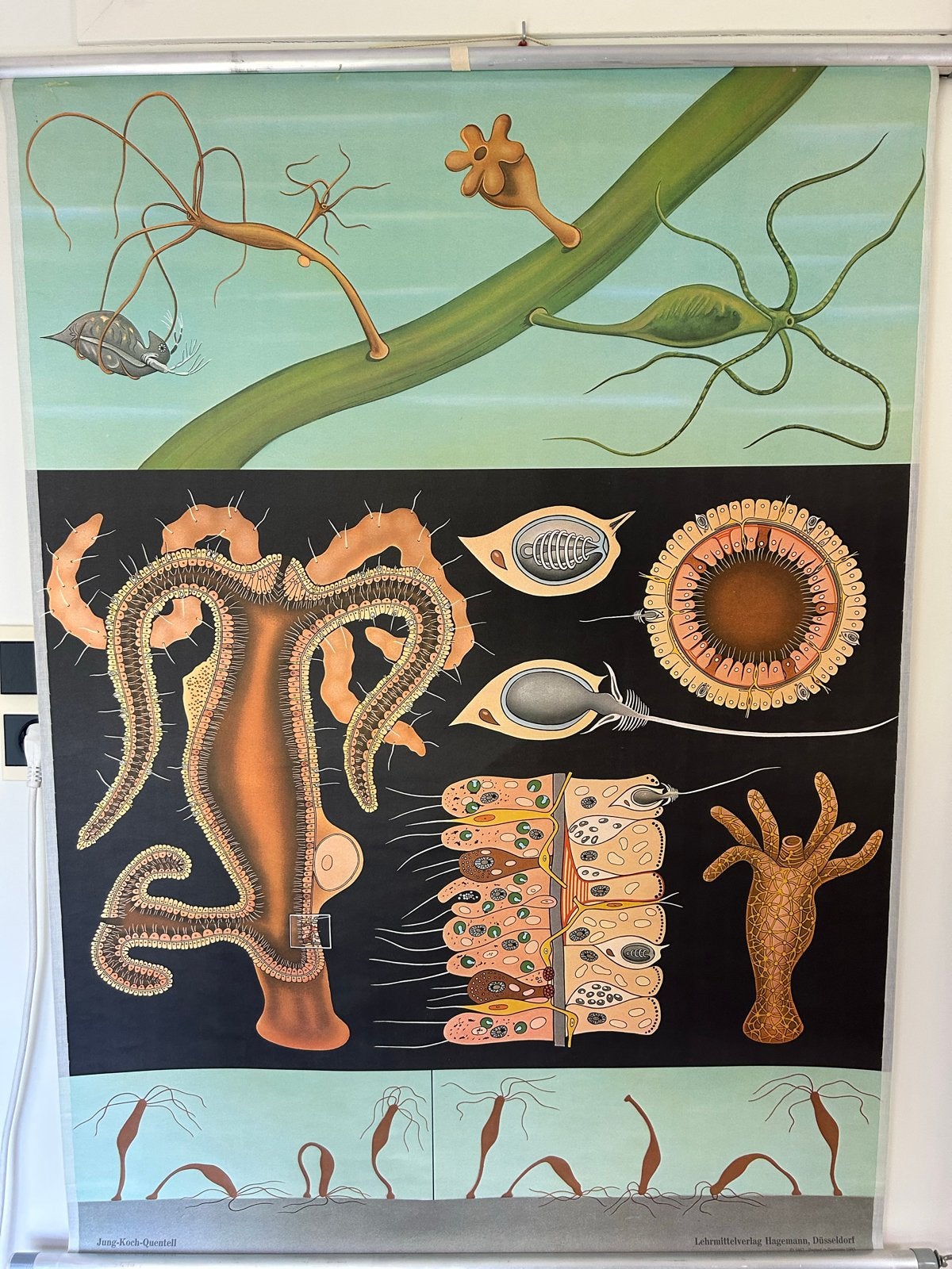 Schoolplaat: Poliepen / Hydra door Jung-Koch-Quentell, Ophalen of Verzenden, Natuur en Biologie