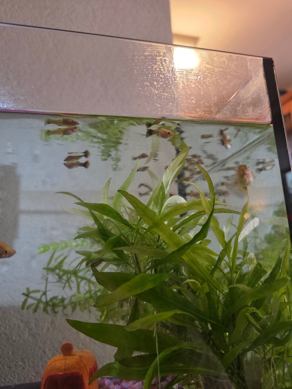 guppen, Ophalen, Zo goed als nieuw, Gevuld zoetwateraquarium