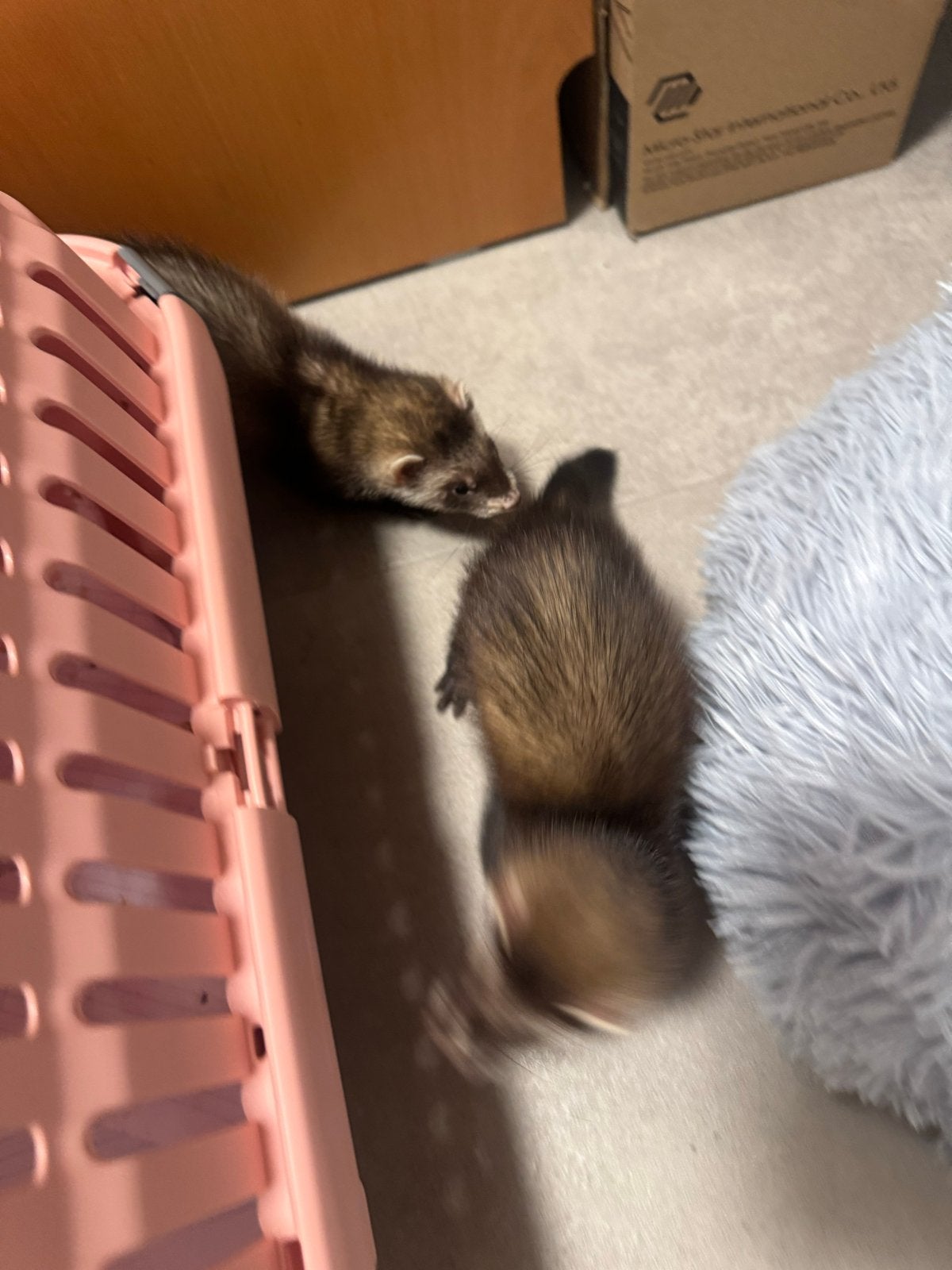 Twee fretten / vouwtjes 9 weeken, Dieren en Toebehoren, Overige Dieren, Mei, Vrouwelijk