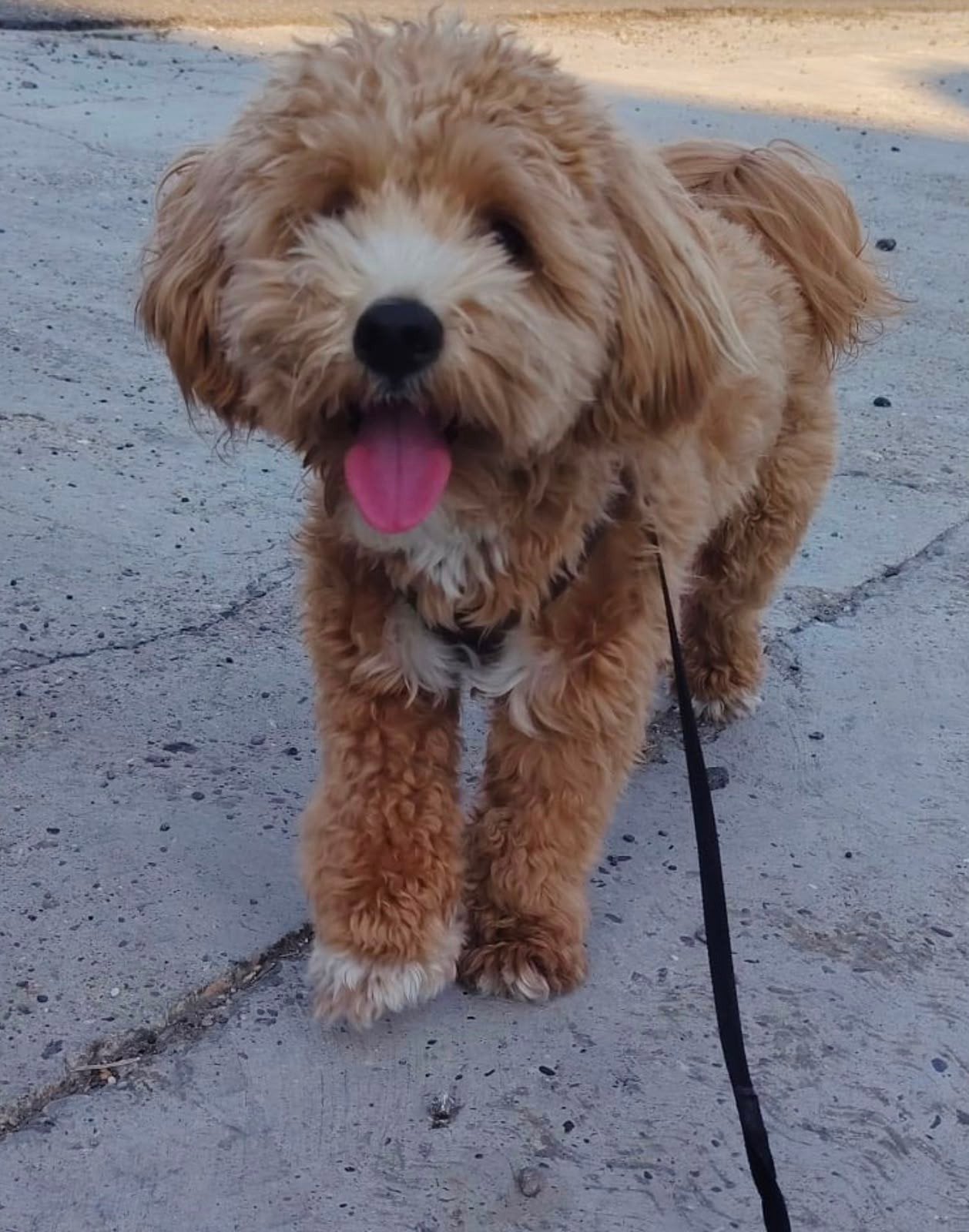 cockapoo zoekt nieuw huisje, 15 weken tot 1 jaar, Reu, Eén hond, Middel