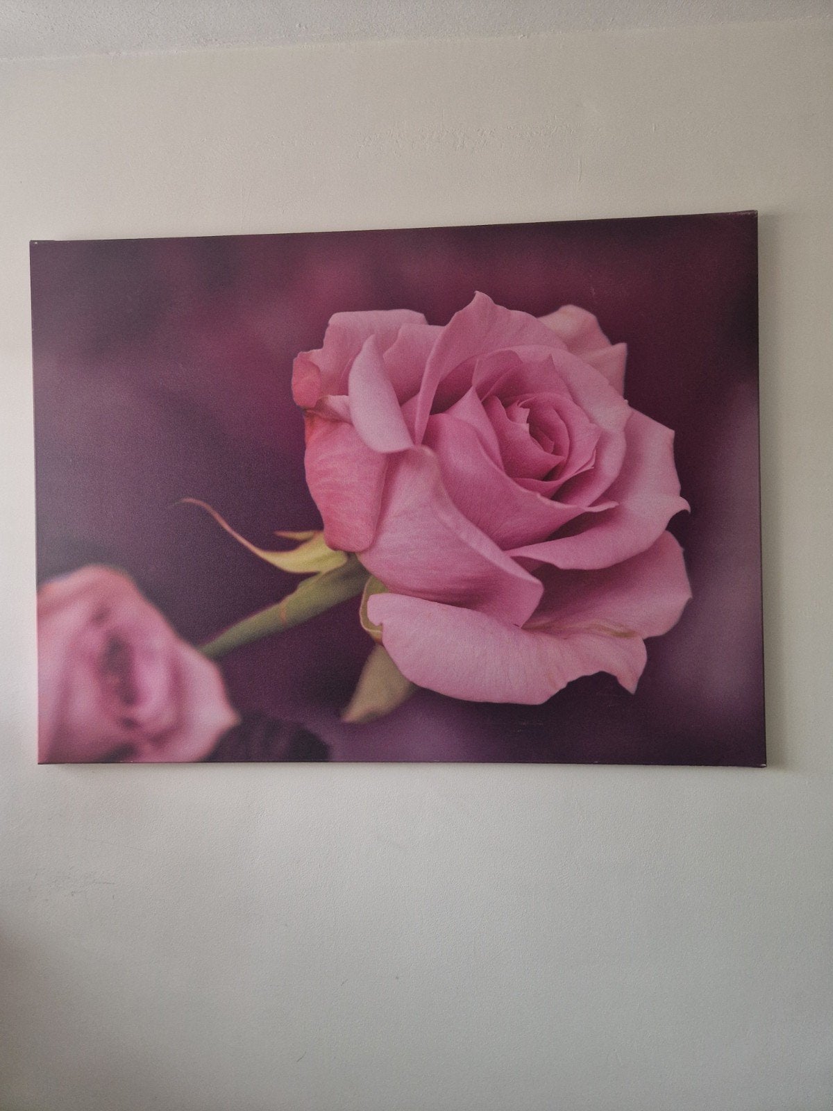 Rozenprint op canvas, Ophalen, 50 – 75, 100 tot 125 cm, Print