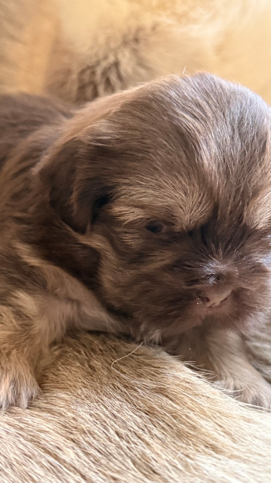 Shih tzu pupjes Lilak, België, CDV (hondenziekte), 8 tot 15 weken, Meerdere