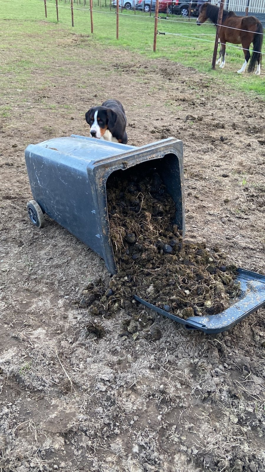 Gratis paardenmest - ideaal voor tuin en moestuin, Tuin en Terras, Ophalen, Mest
