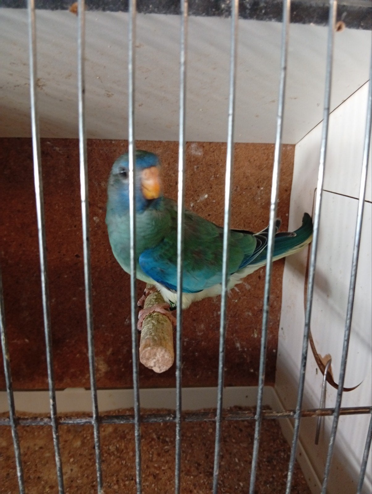 Splendid turquoise ef violet 26, Dieren en Toebehoren, Vogels | Parkieten en Papegaaien, Geslacht onbekend, Parkiet, Geringd