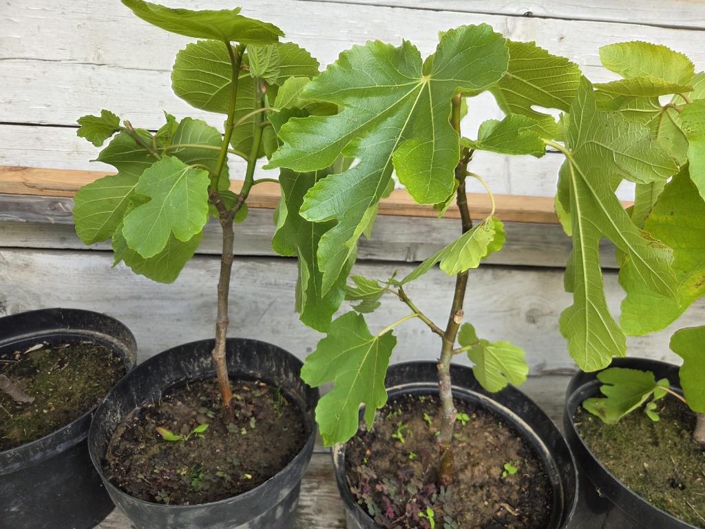 Vijgenboom Brown Turkey, Tuin en Terras, Planten | Fruitbomen, Ophalen, Minder dan 100 cm, Volle zon, In pot