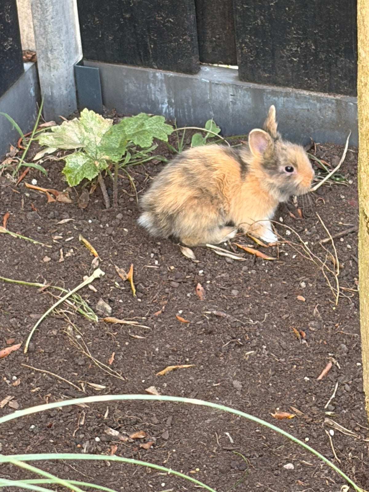 6 baby konijnen incl moeder, Dieren en Toebehoren, Konijnen, Meerdere dieren
