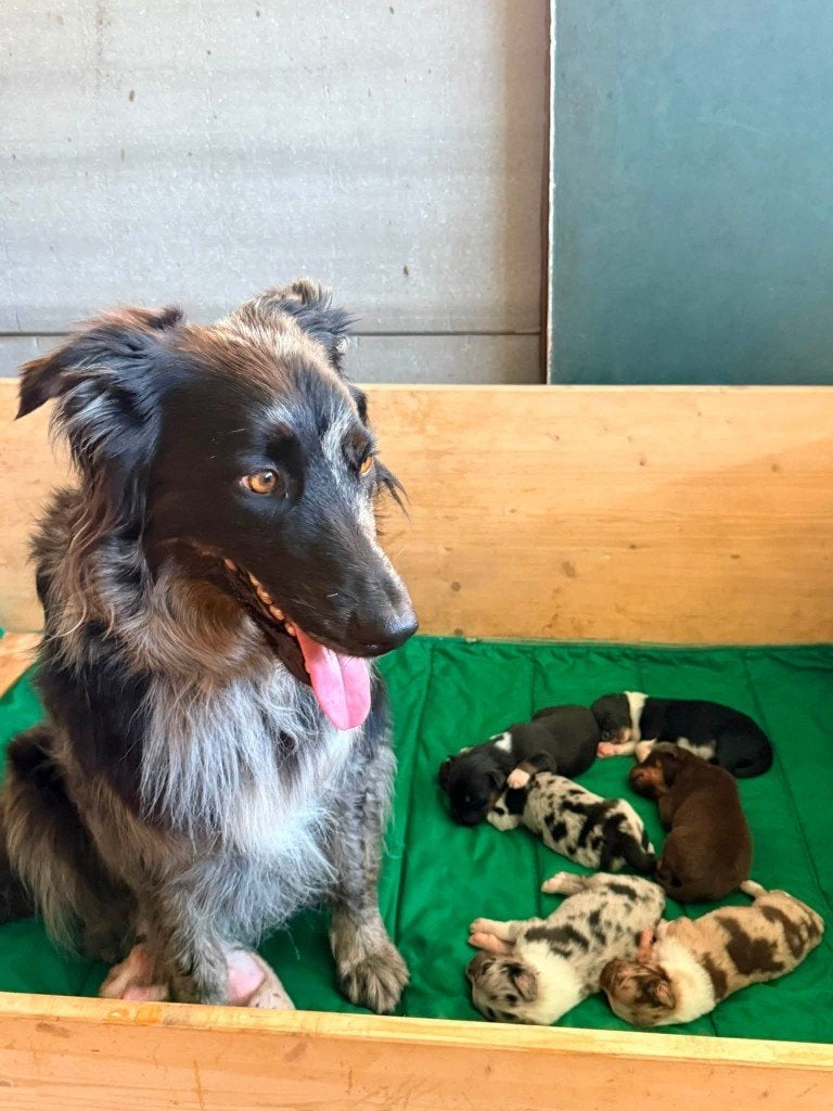 Australian Shepherd Pups, Dieren en Toebehoren, Overige rassen, 8 tot 15 weken, Meerdere, Meerdere dieren