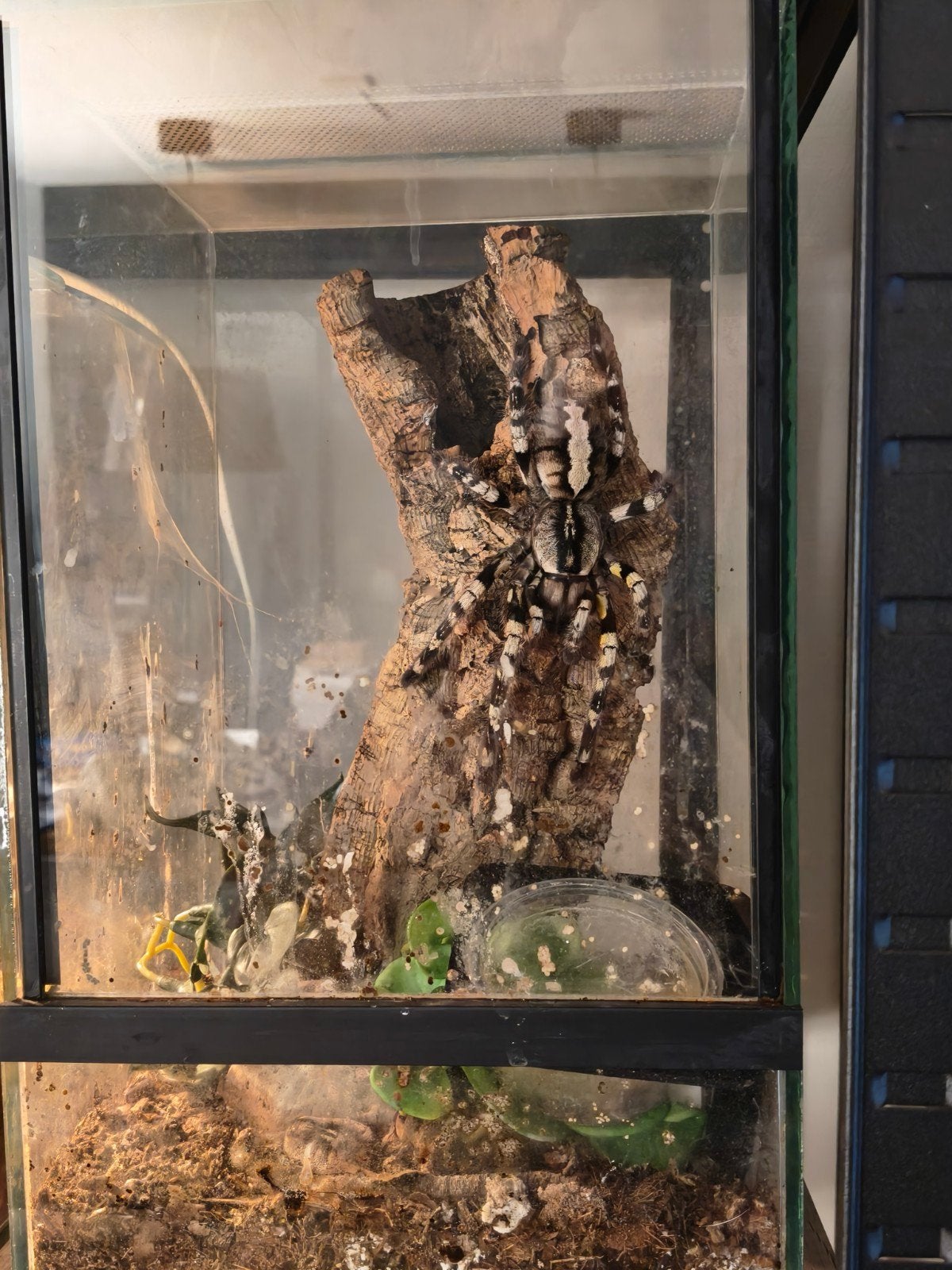 Vogelspinnen met terrarium, Ophalen, Gebruikt