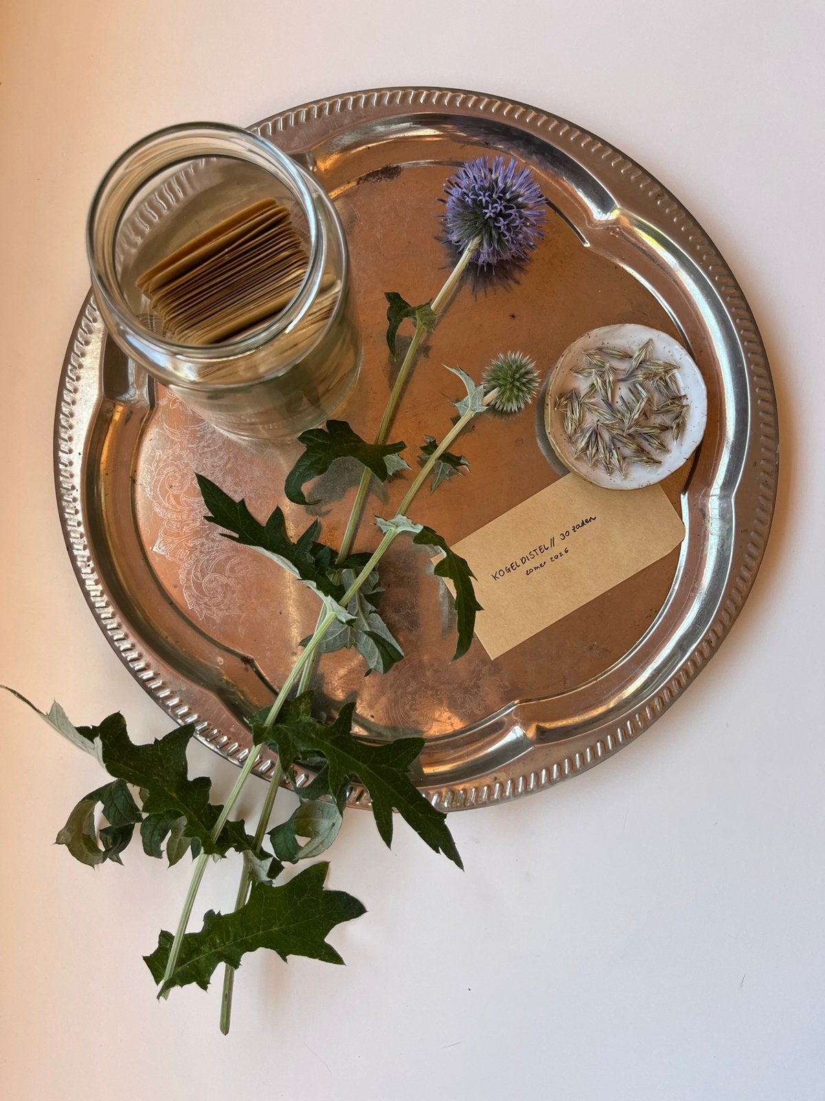 Zaden Kogeldistel // Echinops, Tuin en Terras, Ophalen of Verzenden, Gehele jaar, Volle zon, Zaad