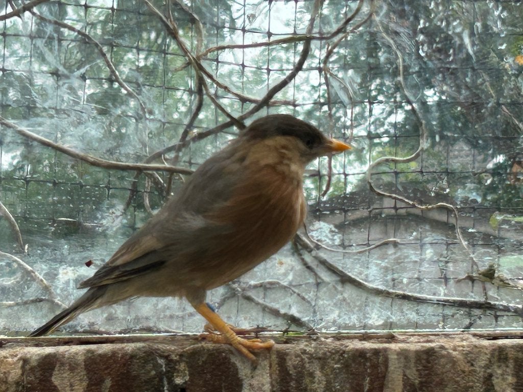 Pagodespreeuw, Dieren en Toebehoren, Vrouwelijk, Tropenvogel