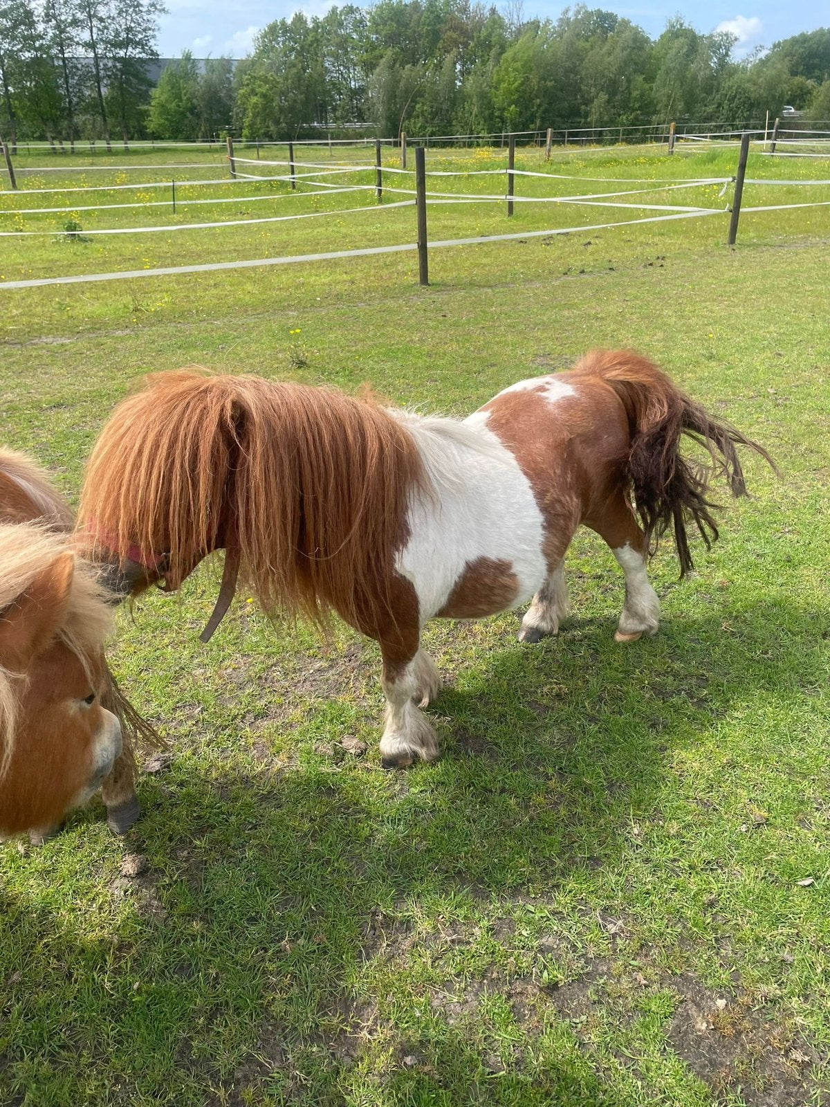 Ter dekking mooie bonte hengst, Dieren en Toebehoren, Hengst