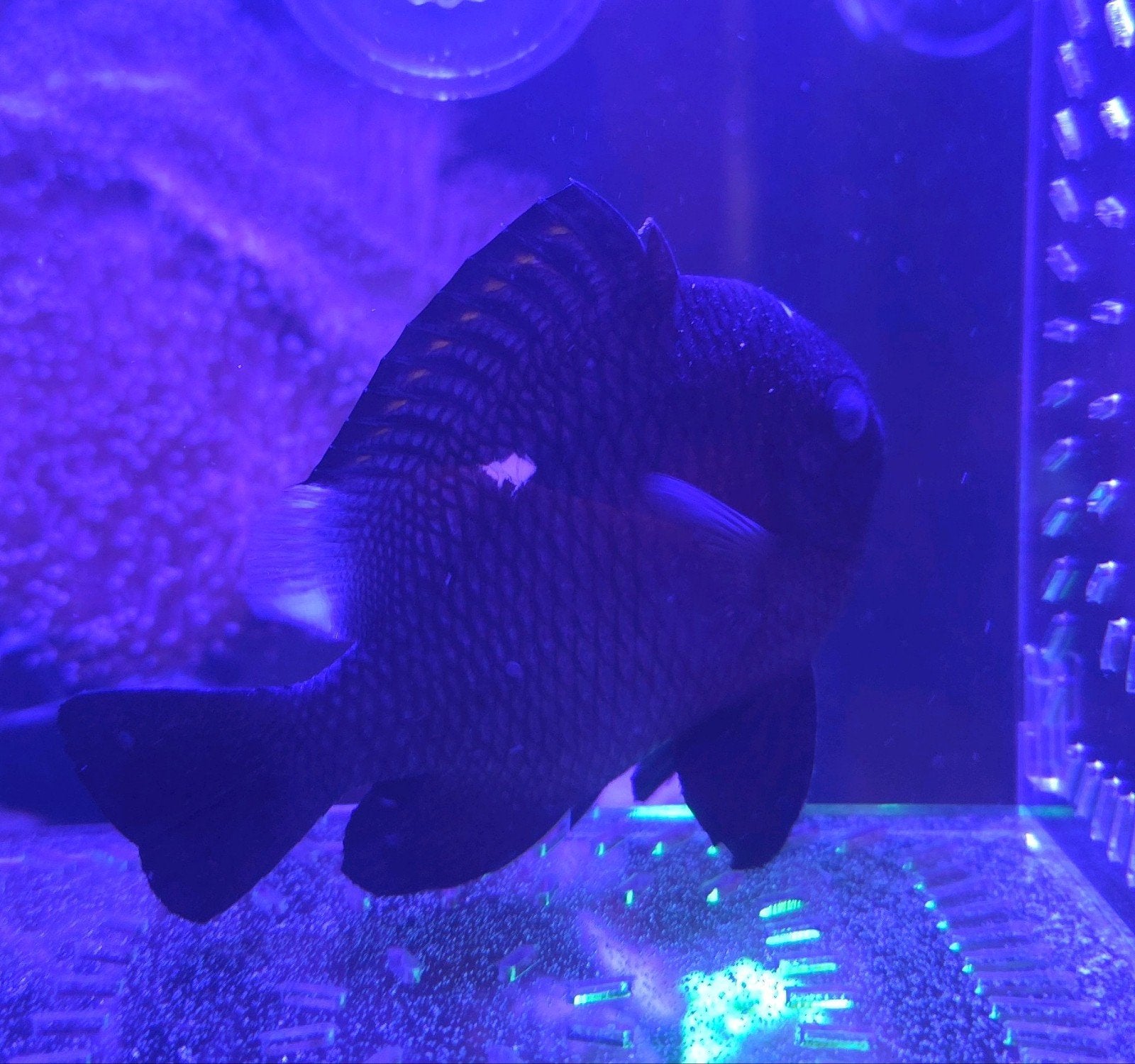 Gratis zee aquarium vissen, Vis