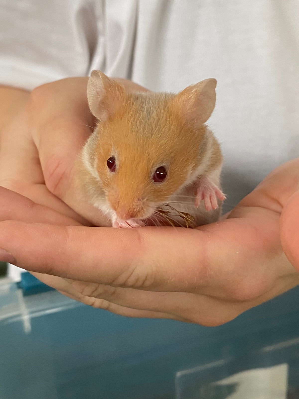 Goudhamster, Hamster, April, Vrouwelijk, Tam