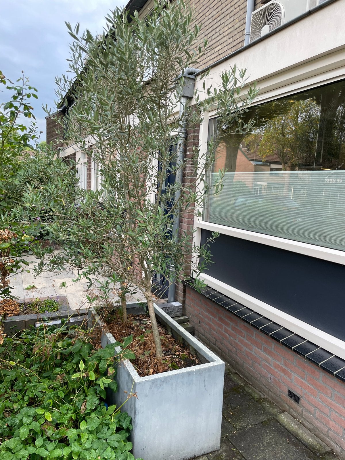 2 Olijfbomen in bak, Ophalen, Volle zon, Vaste plant, Fruitplanten