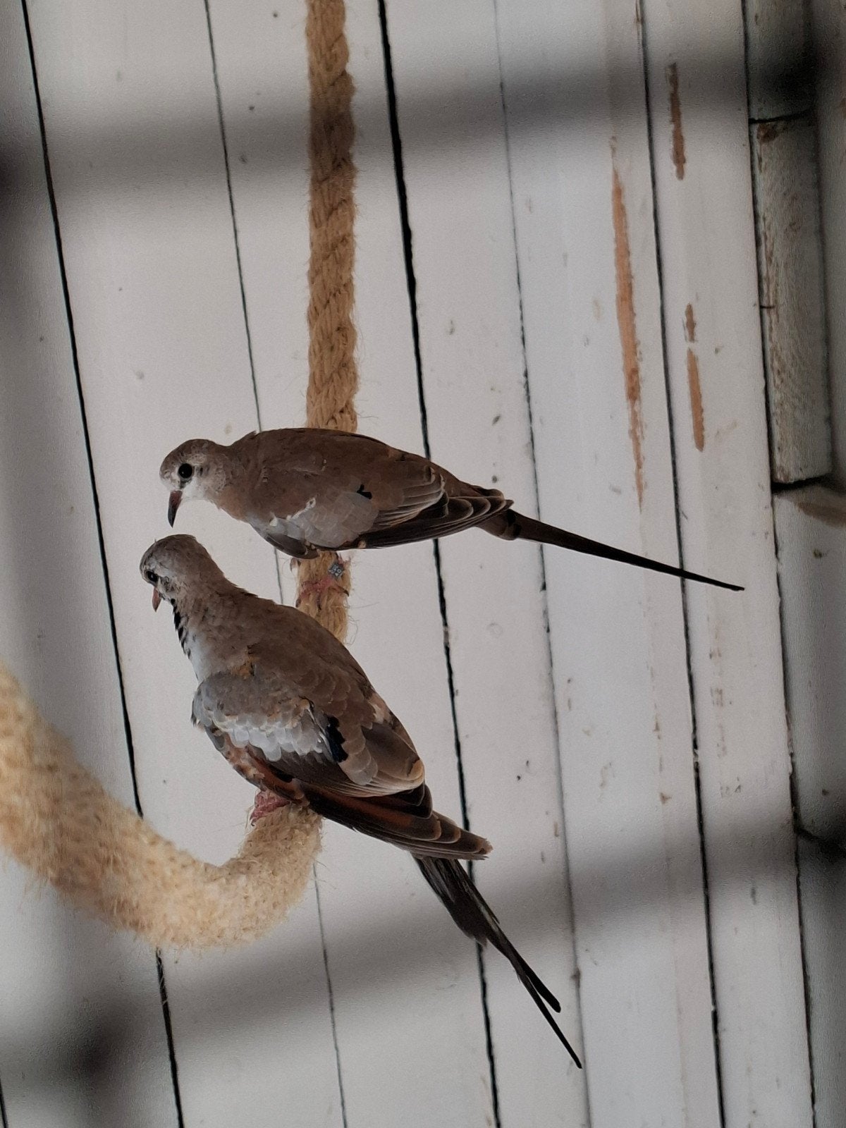Zwartmasker duifjes, Meerdere dieren