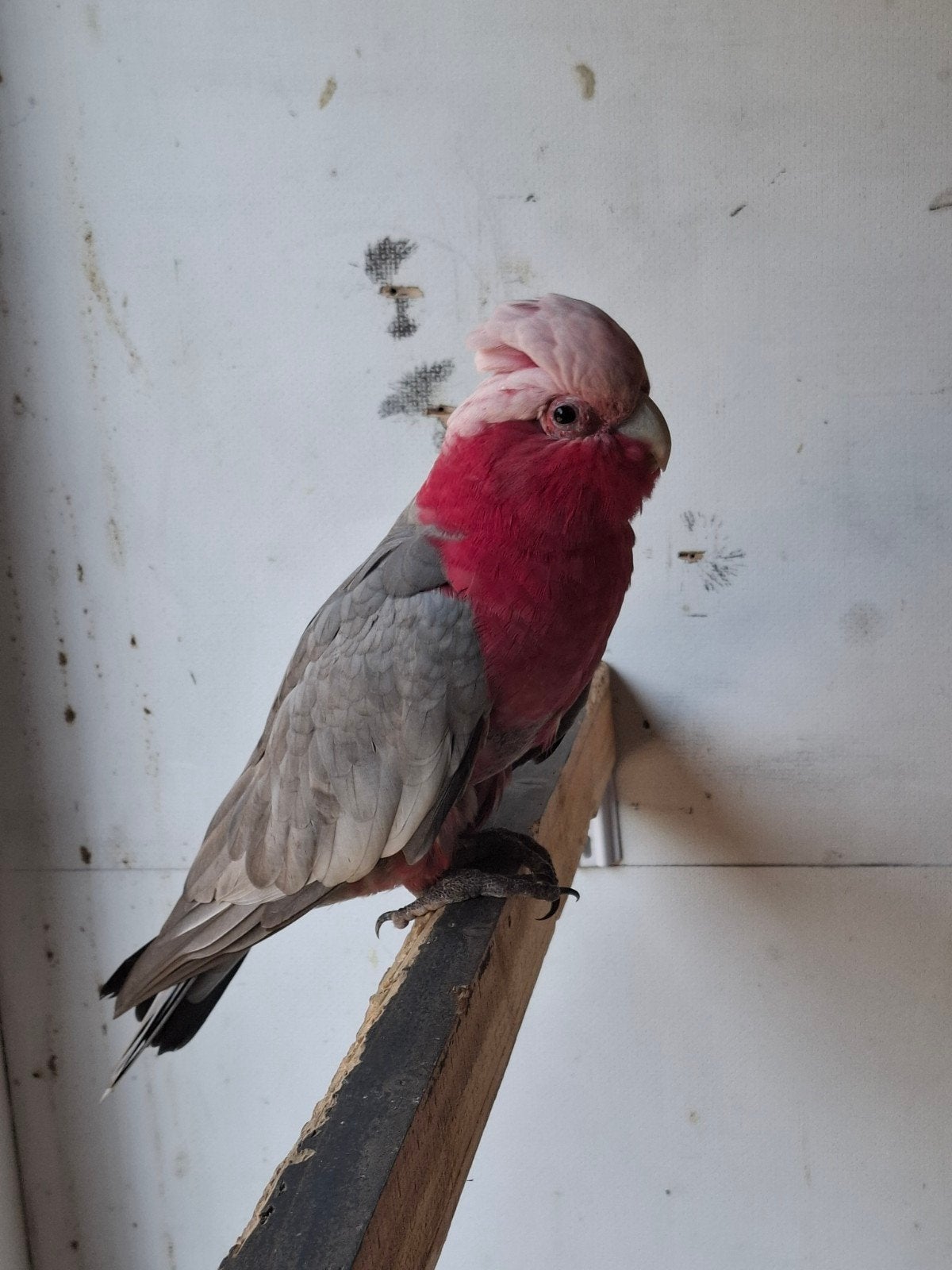 Rose kakatoe man, Dieren en Toebehoren, Mannelijk, Papegaai