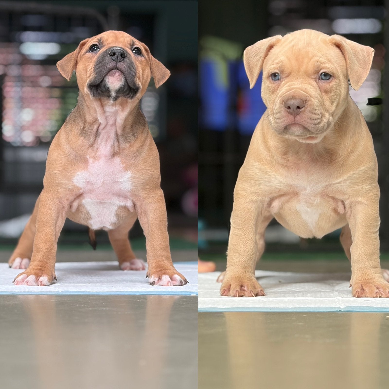 American Bully puppy’s teefjes, Dieren en Toebehoren, Parvo, België, Particulier, Overige rassen