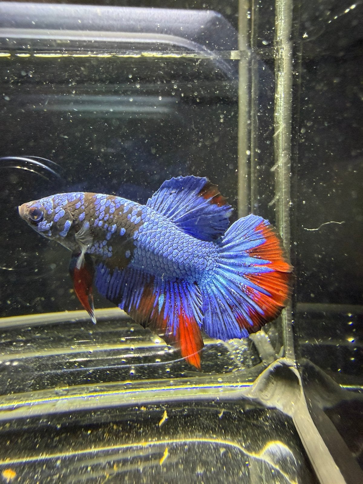 Betta alien avatar blauw, Dieren en Toebehoren, Vis